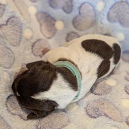 German Shorthaired Pointer Puppies from Hanaway GSPs