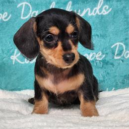 Espresso - Black and tan female Dachshund puppy in Mount Sherman, Kentucky from Kaleidoscope Dachshunds and Whippets