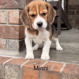 Minni - Black tan and white female Beagle puppy in Mansfield, Missouri from Rippee Creek Kennel