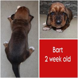 BART - Red and white male Basset Hound puppy in Jacksboro, Texas from Basset Hounds of Jacksboro, Tx