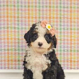Elsa - Red female Bernedoodle puppy in Russell Springs, Kentucky from 270 Doodles