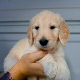 Solarius (teal) - Cream male Goldendoodle puppy in Portsmouth, Virginia from Hopping Howlers Ranch
