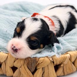 Ginger - Tri-color female Cavapoo puppy in Beech Island, South Carolina from New Moon Farm Canines