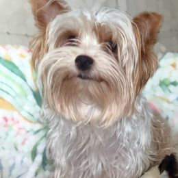 Bella - Yorkshire Terrier