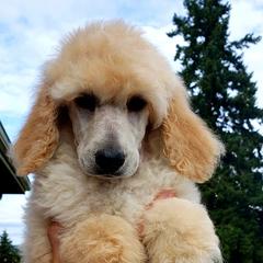 Poodle Puppies from Coplar Creek Standard Poodles