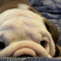 Bulldogs from Southeastern Squishabulls