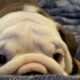 Bulldogs from Southeastern Squishabulls