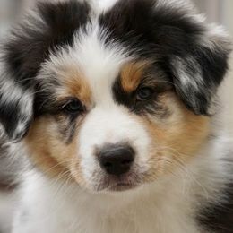 Australian Shepherd Puppies from FoxRest Australian Shepherds