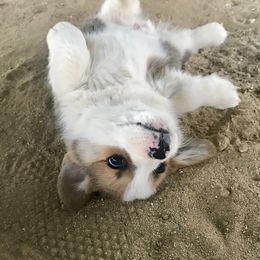 Pembroke Welsh Corgi Puppies from Rockin’ H Corgis