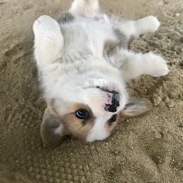 Pembroke Welsh Corgi Puppies from Rockin’ H Corgis