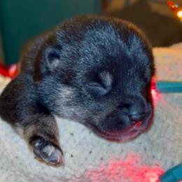 Douglas - Black and tan male Shiba Inu puppy in Clewiston, Florida from Animal Farm Shiba Inus & Mameshibas