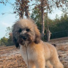Tally Teal - Wheaten female Whoodle puppy in Youngstown, Florida from Wonderland’s Boujie Kennels
