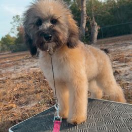 Tally Teal - Wheaten female Whoodle puppy in Youngstown, Florida from Wonderland’s Boujie Kennels