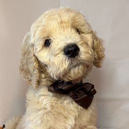 Brown Collar Boy - Cream Goldendoodle puppy in Richmond, Virginia from Kessi Doodles