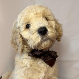 Brown Collar Boy - Cream Goldendoodle puppy in Richmond, Virginia from Kessi Doodles