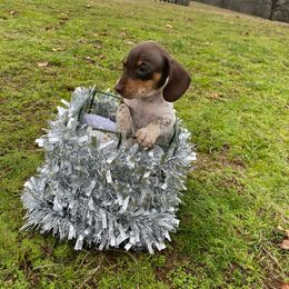 Vixen - Piebald Dachshund puppy in Fort Worth, Texas from Louis' Litters