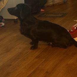 Ozzy - Dachshund