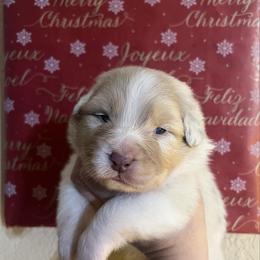 Dorothy - Red merle female Australian Shepherd puppy in California from Trilogy Australian Shepherds