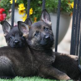 Vasko - Sable male German Shepherd puppy in Philippi, West Virginia from Vom Haus Highlands