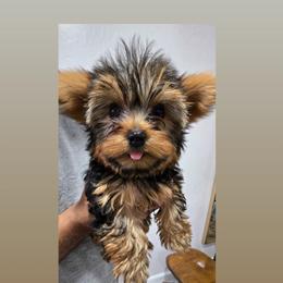 Maple - Black and tan female Yorkshire Terrier puppy in Buckeye, Arizona from Adriana's Yorkies