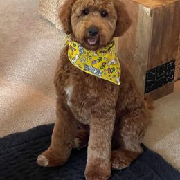 Cavapoo, Goldendoodle, and Poodle All Grown Up from Dlm_doodles