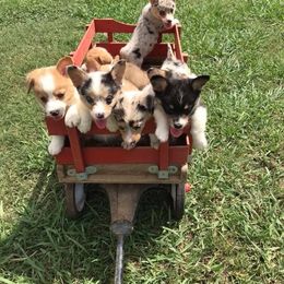 American Corgi and Pembroke Welsh Corgi Puppies from Lonesome Boone Corgis