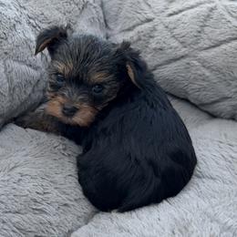 Yorkshire Terrier Puppies from Lunio's Yorkies