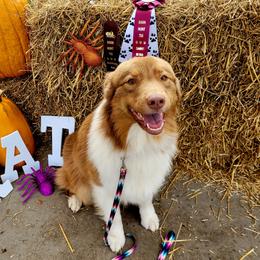 Cubby - Australian Shepherd