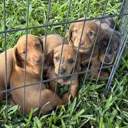 Dachshund Puppies from Bar H Dachshunds