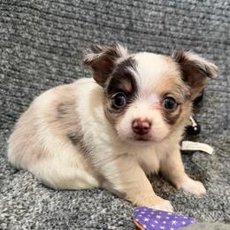 Stuart - White male Chihuahua puppy in Seneca, Missouri from Stephanie’s Puppy Colony