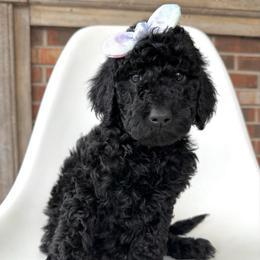 Vixen - Black female Goldendoodle puppy in Pulaski, Tennessee from Doodle My Heart