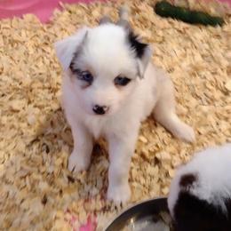 Australian Shepherd Puppies from High Desert Aussies