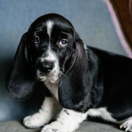 Orange - Black and white male Basset Hound puppy in Knoxville, Tennessee from Well Hounded Bassets