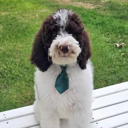 Maui - Brown and white male Sheepadoodle puppy in Heyburn, Idaho from Royal T Acres