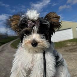 Bonnie - Biewer Terrier