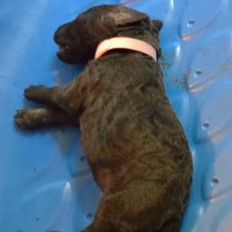 Pinky - Brown female Poodle puppy in Browns Summit, North Carolina from Nailah's Beauties: Standard Poodles