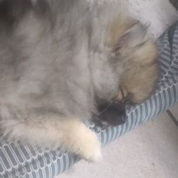 Pomeranians from Serena's Poms