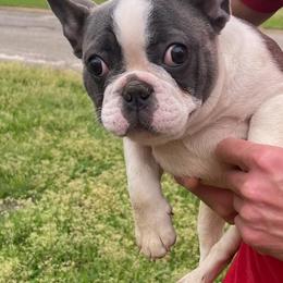 French Bulldogs from Midwest Beautiful Frenchies