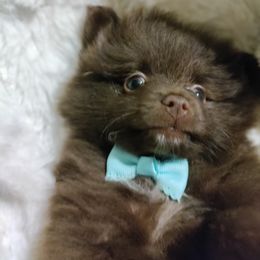 Pomeranian Puppies from Cutie Poms
