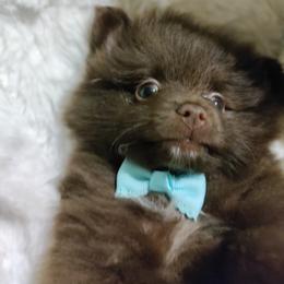 Pomeranian Puppies from Cutie Poms