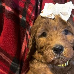 Girl 1 - Goldendoodle puppy in Needville, Texas from Dolly Doodles TX