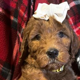 Girl 1 - Goldendoodle puppy in Needville, Texas from Dolly Doodles TX