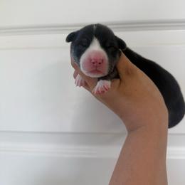 Boy 2 - Black and tan male Pembroke Welsh Corgi puppy in Red Bluff, California from Wilder Ranch Corgis