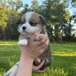 Lighting - Sable male Pembroke Welsh Corgi puppy in Weatherford, Texas from Wild Rose Farms