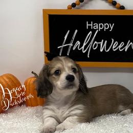 Dachshund Puppies from Legacy Lane Dachshunds