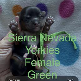 Green - Black and tan female Yorkshire Terrier puppy in South Lake Tahoe, California from Sierra Nevada Yorkies
