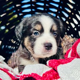 Cupid - Miniature Australian Shepherd puppy from Sun & Moon Aussies