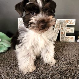 Miniature Schnauzer Puppies from Isla Schnauzers