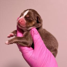 Daisy - Red tri-color female Australian Shepherd puppy in Orlando, Florida from Skaky Shepherds