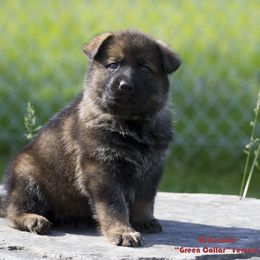 German Shepherd Puppies from 4B Kennels